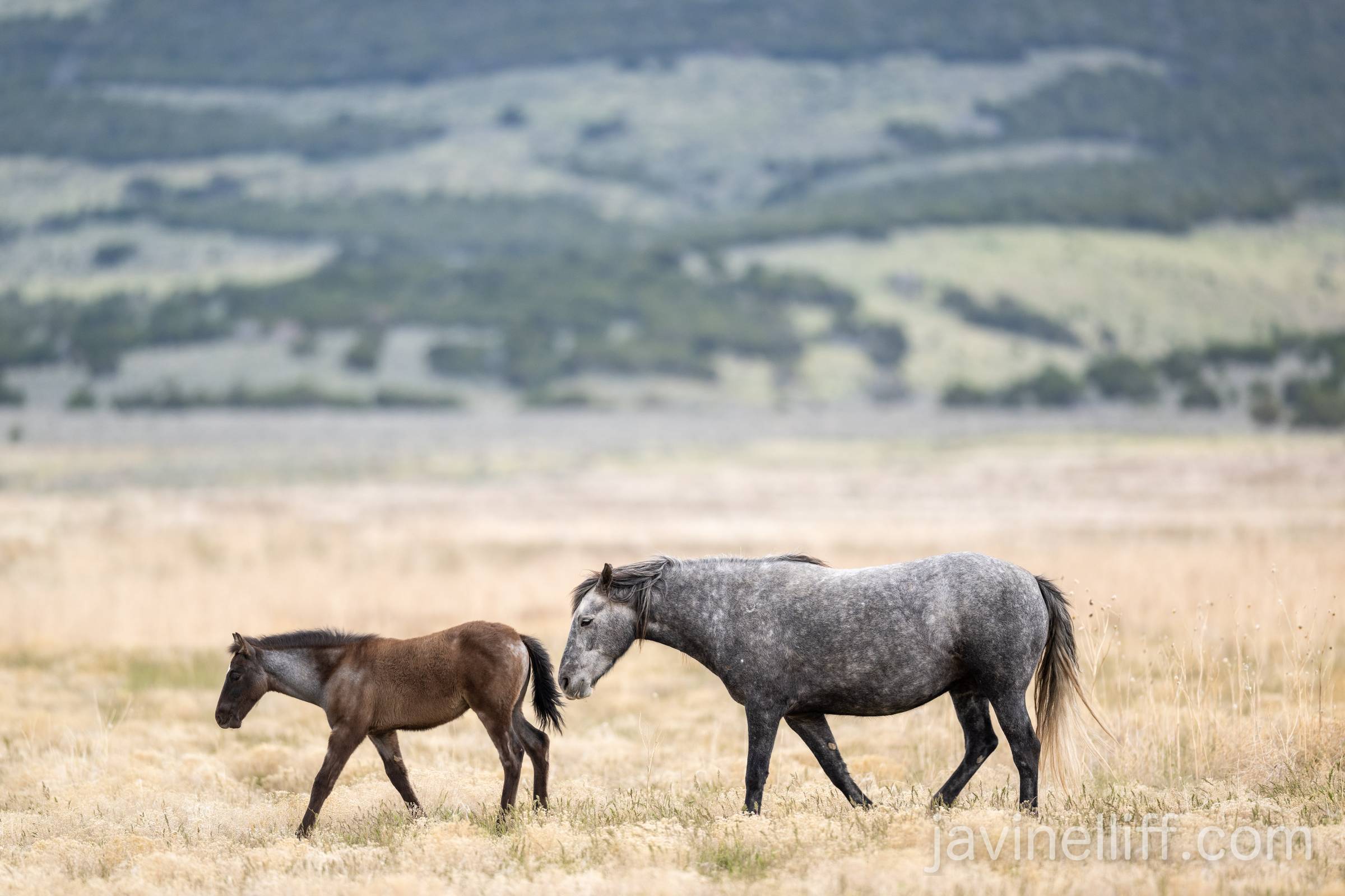 Mare and Foal A wild mare and her filly walking across the open grasslands of western Utah.